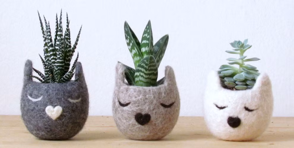 Các kiểu chậu mặt mèo đáng yêu.