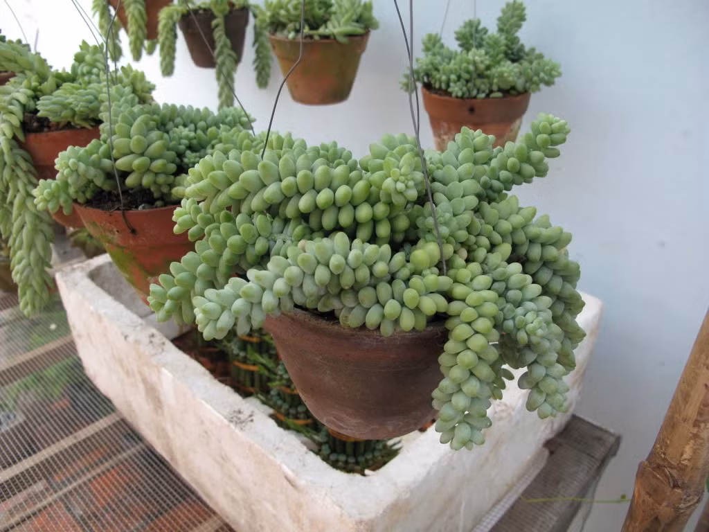 Cây chuỗi ngọc là loại cây cảnh đẹp mắt, thường được trồng trong chậu, treo lên cao để trang trí cửa sổ nhà ở, quán café, văn phòng. Dù có hình dáng khá đẹp mắt và dễ trồng nhưng đây cũng là một loại cây có chất độc. Chất gucosides có trong toàn thân cây có thể gây mệt mỏi, khó thở, tiêu chảy nếu ăn nhầm phải.