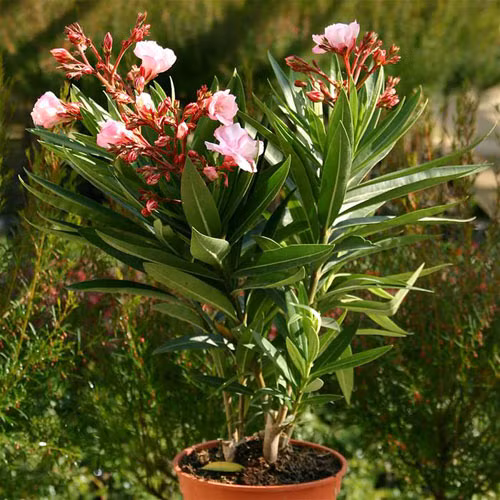 Trúc đào: Đây là loại cây cảnh độc hại được khuyến cáo không được trồng trong gia đình do toàn thân cây trúc đào đều có chất cực độc Oleandrin, Neriin. Người ta có thể bị ngộ độc do chạm vào cây hoặc nuốt phải. Nhẹ thì gây buồn nôn, ói mửa, tiêu chảy, rối loạn nhịp tim, nặng thì có thể mất kiểm soát cơ thể, hôn mê. Nếu không xử lý kịp thời sẽ dẫn đến tử vong.