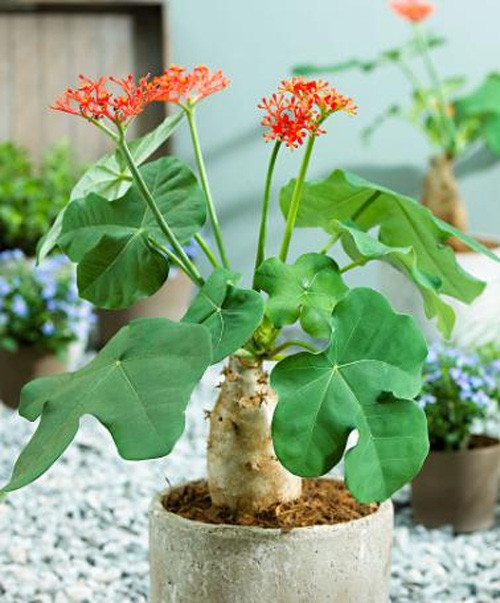 Cây ngô đồng, tên khoa học là Jatropha podagrica: Toàn thân cây, đặc biệt là củ và hạt có chứa chất độc Curcin gây chóng mặt và buồn nôn nếu ăn phải.