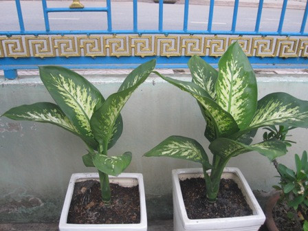 Cây vạn thiên thanh, còn gọi là cây minh ti, thuộc họ ráy có nhiều chủng loài lai tạo, hình dáng lá rất đẹp nên được ưa chuộng trồng làm cây cảnh trong nhà. Thế nhưng, tất cả bộ phận của cây đều có độc nên phải cẩn thận khi va chạm, di chuyển hay chăm sóc loại cây cảnh này. Nhựa cây minh ti gây ngứa và nếu chẳng may dính vào mắt thì rất khó chịu, ăn phải thì bị tê môi, đỏ lưỡi, nói khó, ngứa họng…