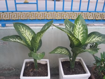 Cây vạn thiên thanh, còn gọi là cây minh ti, thuộc họ ráy có nhiều chủng loài lai tạo, hình dáng lá rất đẹp nên được ưa chuộng trồng làm cây cảnh trong nhà. Thế nhưng, tất cả bộ phận của cây đều có độc nên phải cẩn thận khi va chạm, di chuyển hay chăm sóc loại cây cảnh này. Nhựa cây minh ti gây ngứa và nếu chẳng may dính vào mắt thì rất khó chịu, ăn phải thì bị tê môi, đỏ lưỡi, nói khó, ngứa họng…