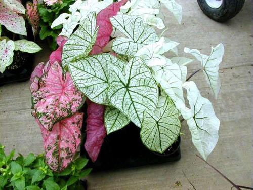 Môn kiểng, tên khoa học là Caladium hortulanum: Tất cả các bộ phận của cây đều có chất độc Calcium oxalate và Asparagine. Nếu ăn phải sẽ dẫn đến nguy cơ bị bỏng, ngứa rát vùng miệng, niêm mạc ruột.