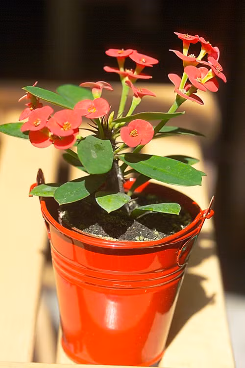 Xương rồng bát tiên là loại cây cảnh được ưa chuộng tại khu vực phía Nam, đặc biệt là ở TP HCM. Màu sắc hoa rất nổi bật, từ màu vàng, đỏ, xanh, tím... Thế nhưng loại cây cảnh này lại rất độc bởi nhựa của nó sẽ gây bỏng rát khi tiếp xúc, đặc biệt là với làn da mỏng manh của các bé.