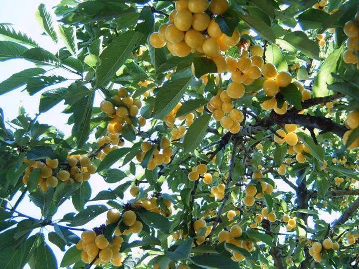 Hàng năm, các nhà vườn ở Mỹ thường thu hoạch cherry vàng vào mùa hè.