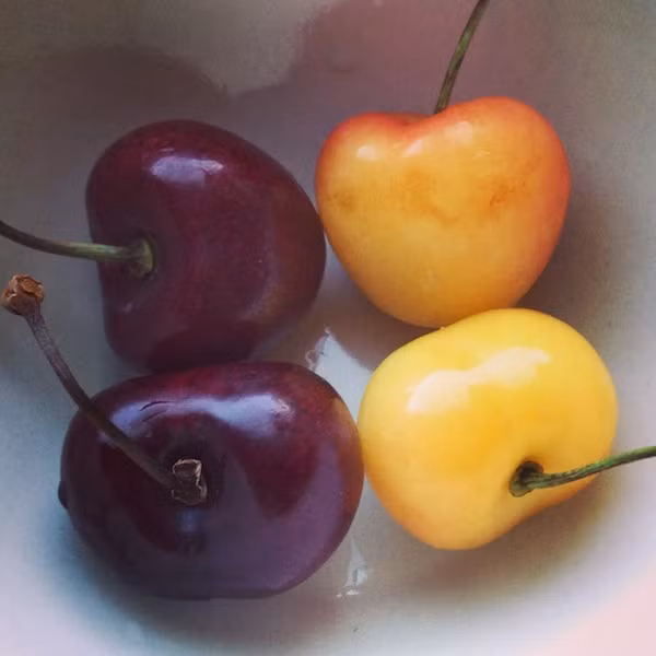 Giống cherry vàng khó trồng và chăm bón hơn loại cherry đỏ nhưng lại có giá bán cao hơn nhiều.