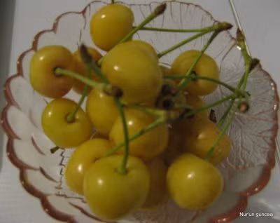 Không chỉ được ưa chuộng ở Mỹ, cherry vàng đã trở thành loại trái cây phổ biến nơi xa xôi như Anh, châu Âu, Australia và Nhật Bản.