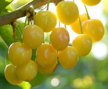 Những biến động về nhiệt độ, gió quá nhiều hoặc mưa khắc nghiệt sẽ làm hỏng những trái cherry chín mọng. Chính điều này cũng là một lý do khiến giá của trái cây này tăng cao.