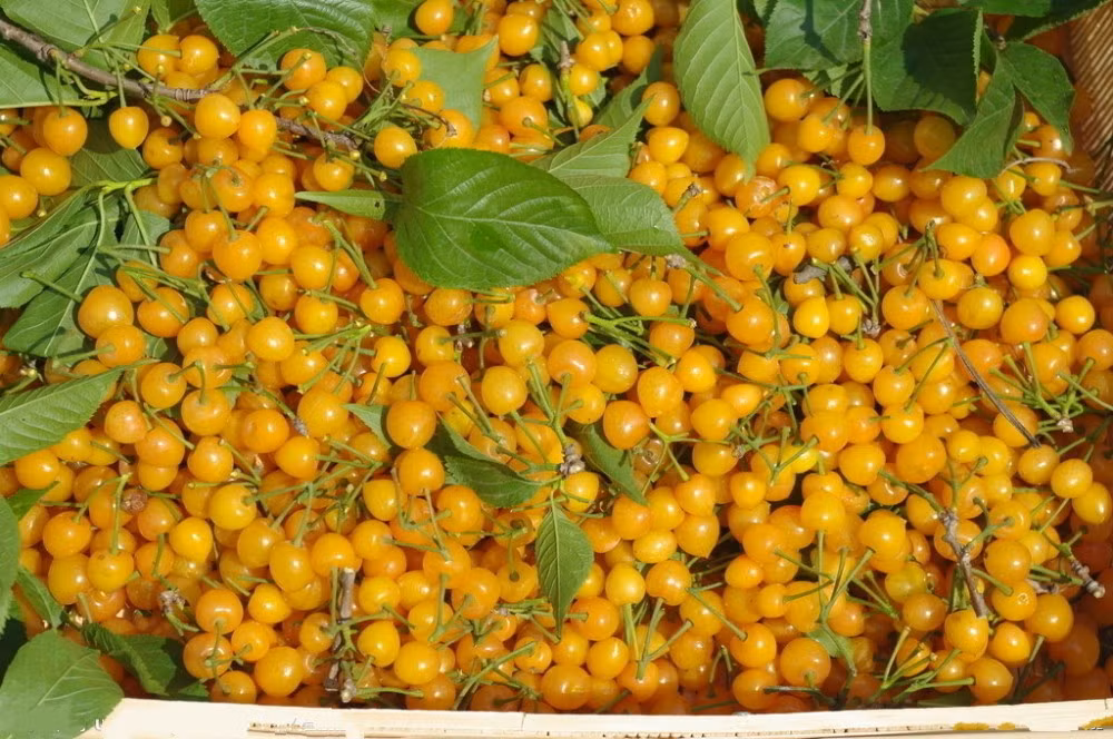 Cherry vàng thường được bán ở hầu hết các siêu thị và các cửa hàng thực phẩm tại Mỹ vào những tháng mùa hè.