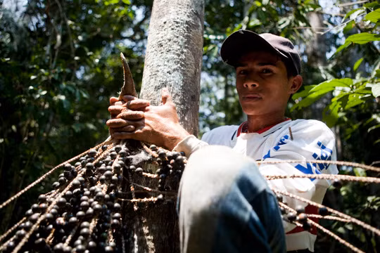 Với một vụ thu hoạch trái acai mỗi năm, người dân địa phương Amazon có thể duy trì tình hình tài chính cho cả gia đình.