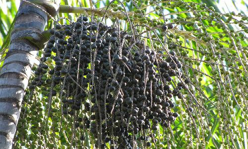 Phần lớn quả acai được thu hoạch tận vườn.