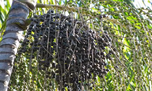 Phần lớn quả acai được thu hoạch tận vườn.