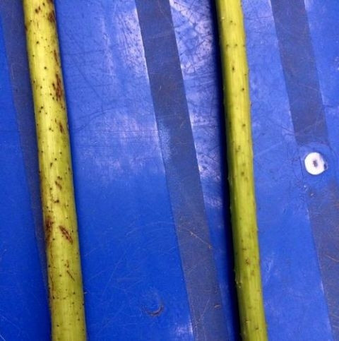 Cach phan biet hoa sen de tranh mua ho hoa quy-Hinh-4