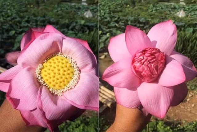 Cach phan biet hoa sen de tranh mua ho hoa quy-Hinh-3