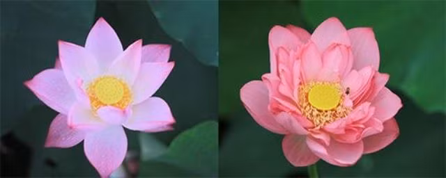 Cach phan biet hoa sen de tranh mua ho hoa quy-Hinh-2