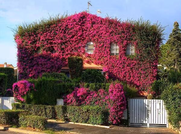 Cach trang tri ban cong nha bang hoa cuc ky man nhan-Hinh-12