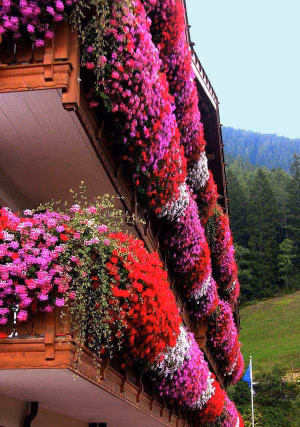 Cach trang tri ban cong nha bang hoa cuc ky man nhan-Hinh-3