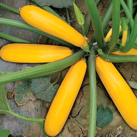 Nhờ quả có màu vàng bắt mắt mà giống bí này còn được trồng như cây cảnh.