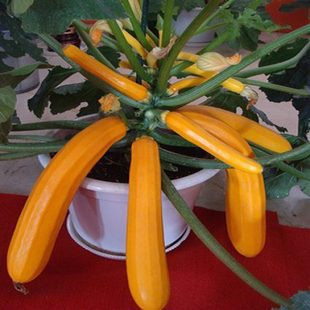 Bí ngòi vàng là loại cây thuộc họ bầu, bí nhưng thân cây thẳng, cuống lá dài như thân đu đủ và chỉ thấp khoảng 0,5 - 0,8 mét.