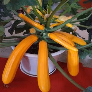 Bí ngòi vàng là loại cây thuộc họ bầu, bí nhưng thân cây thẳng, cuống lá dài như thân đu đủ và chỉ thấp khoảng 0,5 - 0,8 mét.