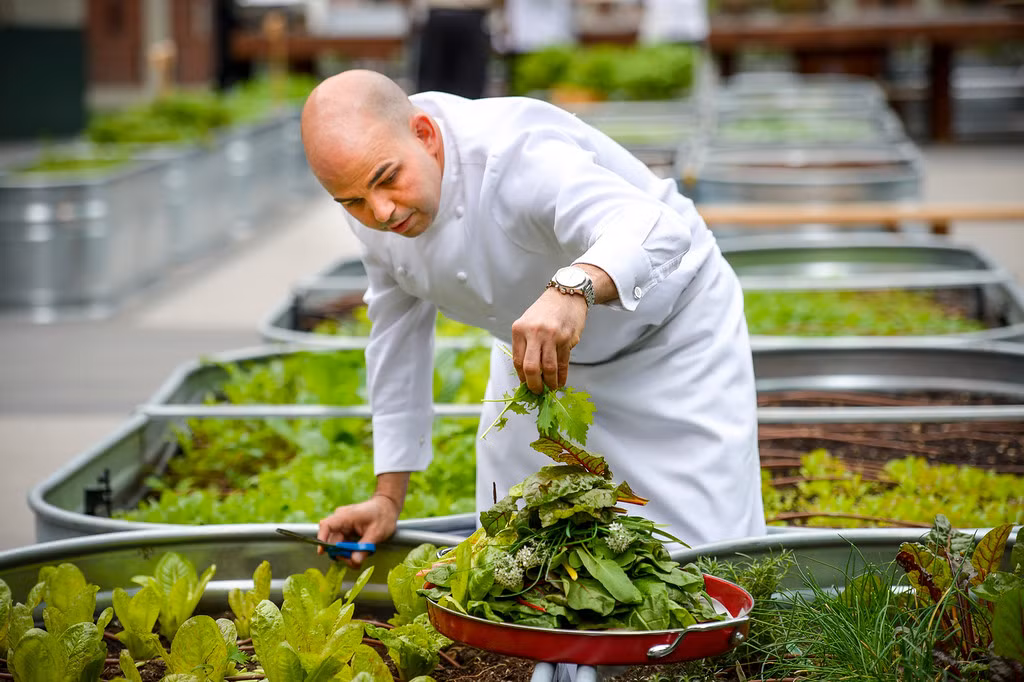 Các đầu bếp của Jonathan Club thu hoạch rau xanh trong vườn.