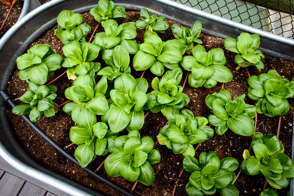 Những khoang rau xanh mơn mởn nhờ sự chăm sóc của các đầu bếp.