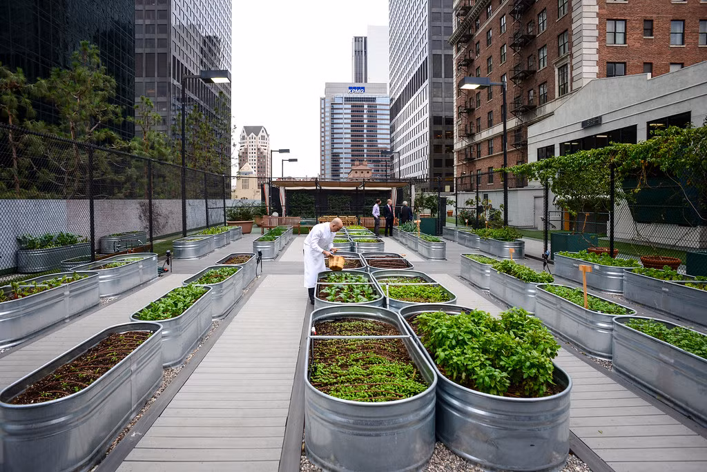Dự án t rồng rau trên nóc nhà này là một phần trong xu hướng nông nghiệp hóa đô thị ở trung tâm thành phố Los Angeles, nhằm cung cấp rau sạch cho các nhà hàng của Jonathan Club.