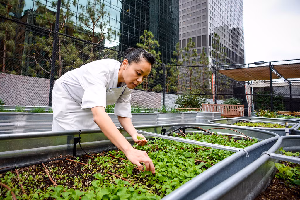Các loại cây, thảo mộc và các loại rau thu hoạch được từ nóc nhà này đều được sử dụng cho chế biến món ăn tại nhà hàng Jonathan Club.