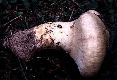 Có khi, những người thu hái Matsutake phải đi bộ cả buổi trong rừng thông mới có thể tìm thấy một cây nấm trắng.
