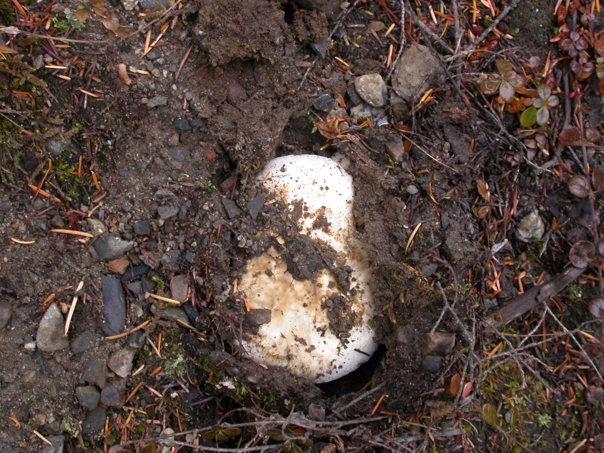 Loại nấm "đẻ ra tiền" này được tìm thấy ở các nước Trung Quốc, Hàn Quốc, Mỹ, Phần Lan, Canada, Thụy Điển nhưng nhiều nhất là tại Nhật Bản.