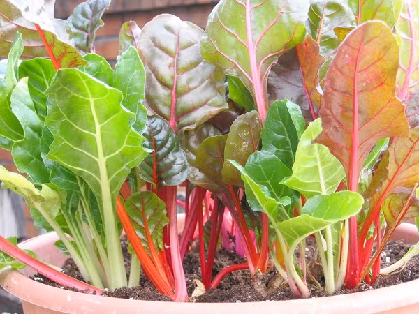 Ăn rau củ quả đột biến có màu lạ, không sợ độc hại - Hình 2 An rau cu qua dot bien co mau la, khong so doc hai-Hinh-2