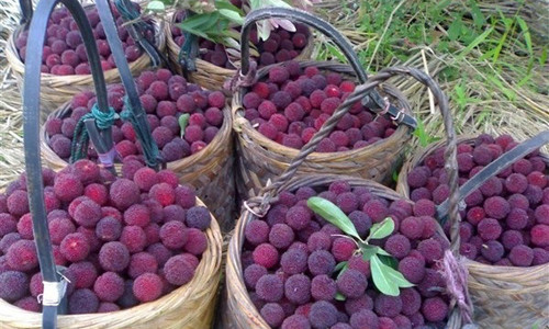 Những giỏ thanh mai chín mọng.