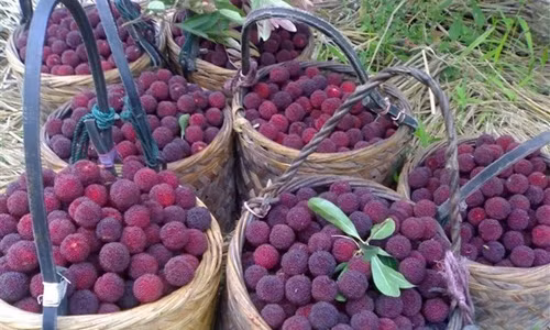 Những giỏ thanh mai chín mọng.