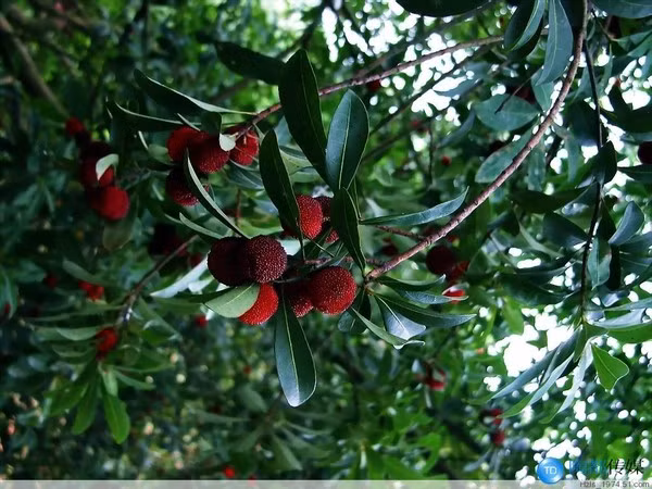 Tháng sáu chính là thời điểm quả thanh mai vào độ chín nhất.