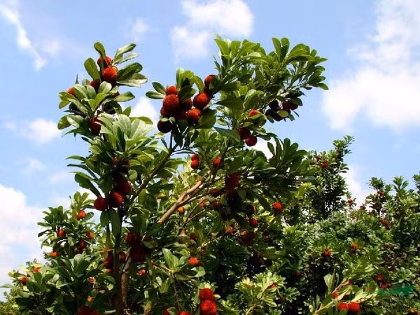 Quả thanh mai có vị chua ngọt, thanh mát nên được nhiều người ưa chuộng, nhất là trong những ngày hè nóng nực.