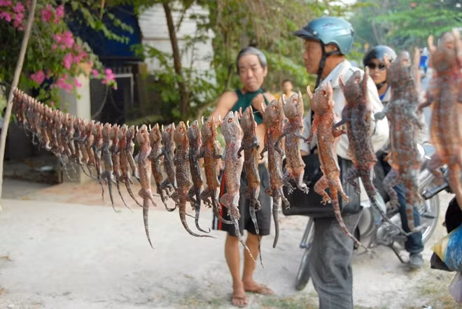 Ngoài loại tươi sống, nhiều tiểu thương còn làm sẵn món tắc kè phơi khô bán cho khách mua ngâm rượu.