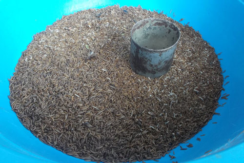 Sâu con dành cho các loại chim nhỏ, rất được ưa chuộng và được bán đong theo lon.