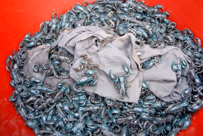 Ngôi chợ nằm ở khu vực biên giới Tịnh Biên này là chợ duy nhất miền Tây chuyên bán các loại côn trùng, đặc biệt là các loài cực độc.