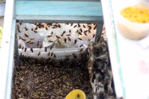 Chợ côn trùng này bán đủ thứ loại côn trùng từ những loại mồi tầm thường đến những loại mồi ngon bỏ công khó nhọc mới bắt được.