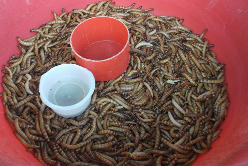 Côn trùng nằm đầy trong những chiếc thùng nhỏ, thường được bán cho dân chơi chim cảnh, người mê câu cá ở Sài Gòn.