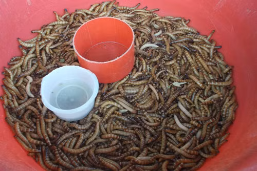 Côn trùng nằm đầy trong những chiếc thùng nhỏ, thường được bán cho dân chơi chim cảnh, người mê câu cá ở Sài Gòn.