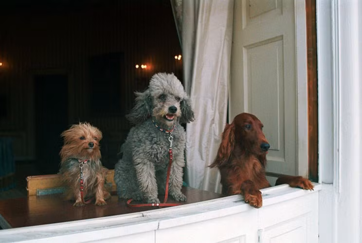 Ba chú cún cưng của Tổng thống Richard Nixon bao gồm King Timahoe, Vicky và Pasha nhìn ra ngoài từ một bục cửa sổ trong Nhà Trắng.