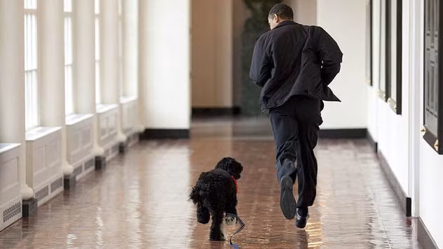 Chó Bo của Tổng thống đương nhiệm Barack Obama là một giống chó Bồ Đào Nha được nuôi từ năm 2009. Đó là một chú chó lông xù nhỏ, màu đen vô cùng dễ thương, thường xuyên cùng ông Obama chạy bộ.