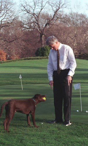 Tổng thống Bill Clinton vui vẻ chơi golf với chú chó Buddy.