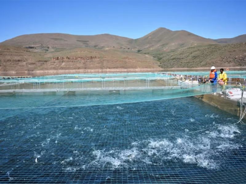 Khi cá đạt 20g, chúng được đưa vào nuôi trong lồng trên khu đập nước của trang trại. Những con cá này được cho ăn theo chế độ ăn thức ăn viên có hàm lượng protein cao nhập khẩu chủ yếu từ Pháp.