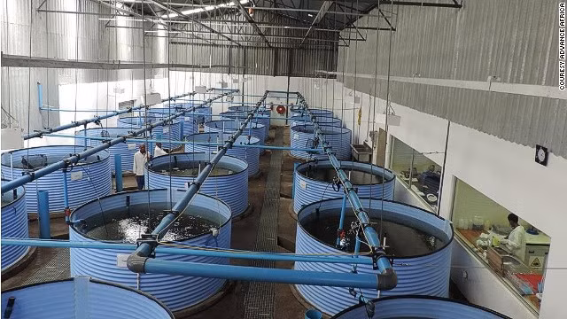 Nhờ việc xuất khẩu cá hồi sang thị trường Nhật Bản, trang trại cá ở Lesotho đã thu về khoản tiền nhiều gấp đôi so với quốc qua hàng xóm là Nam Phi.