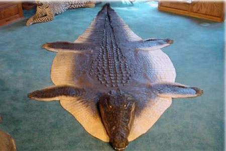 Tấm thảm cá sấu thực sự đáng sợ với những người yếu tim.