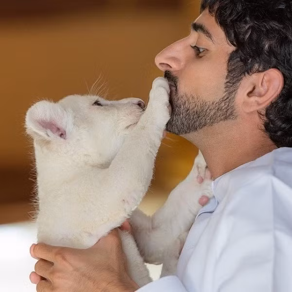 Thái tử Dubai chơi đùa với một con sư tử trắng con...