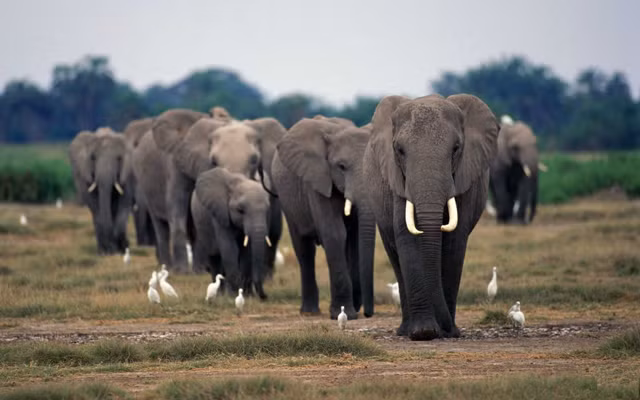 Hồi đầu năm nay, Thái tử Dubai còn mua tới 7 con voi từ Zimbabwe về làm thú cưng.