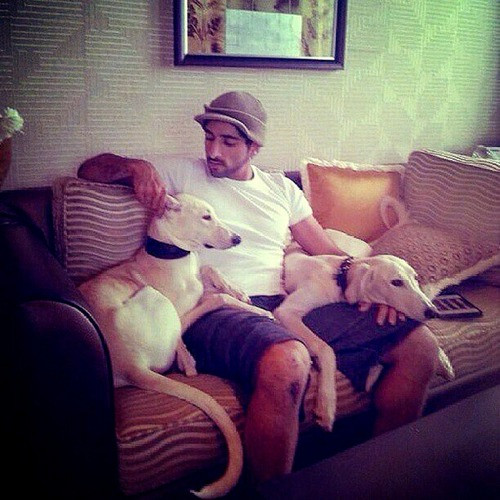 Những chú chó cưng được chủ nhân cưng chiều.